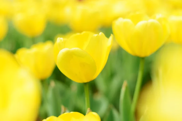 Hermoso tulipán —  Fotos de Stock