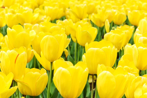 Beautiful tulip — Stock Photo, Image