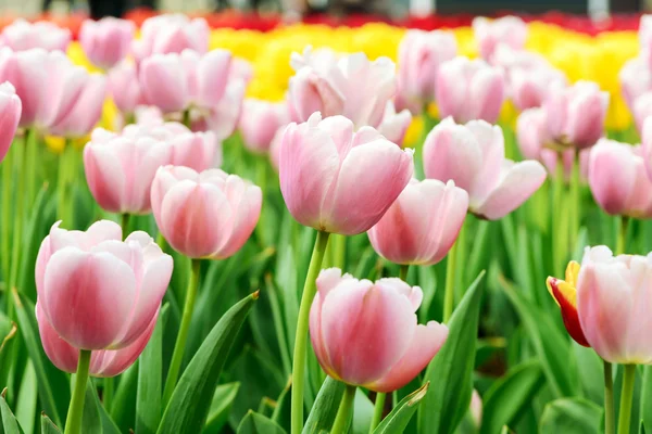 Hermoso tulipán —  Fotos de Stock