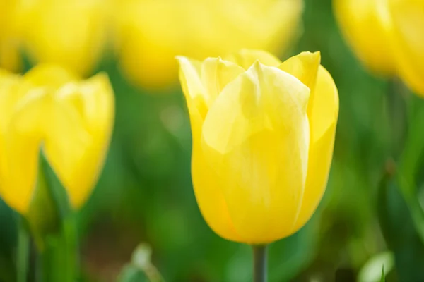 Prachtige tulp — Stockfoto