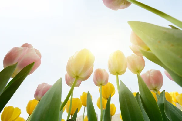 Beautiful tulip — Stock Photo, Image