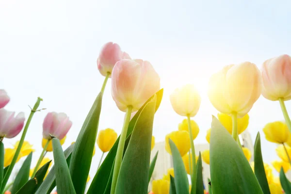 Beautiful tulip — Stock Photo, Image