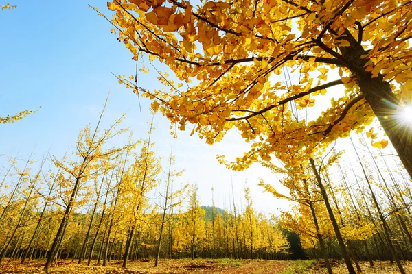 Binnen-Mongolië, China Populus euphratica — Stockfoto