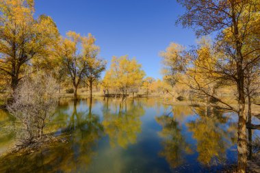 İç Moğolistan, Çin Popüler coşkusu