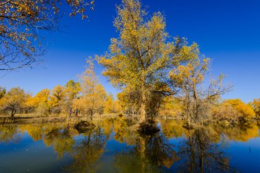 İç Moğolistan, Çin Popüler coşkusu