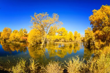 İç Moğolistan, Çin Popüler coşkusu