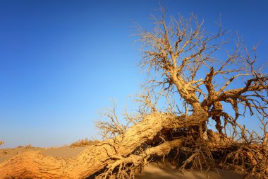 İç Moğolistan, Çin Popüler coşkusu