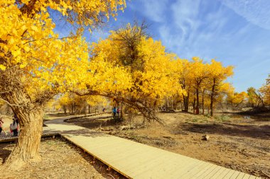 İç Moğolistan, Çin Popüler coşkusu