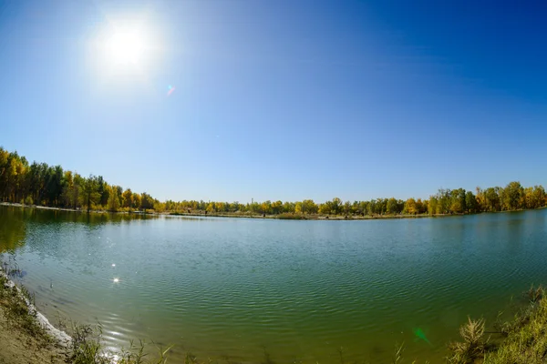 Inner Mongolia, China Populus euphratica — Stock Photo, Image