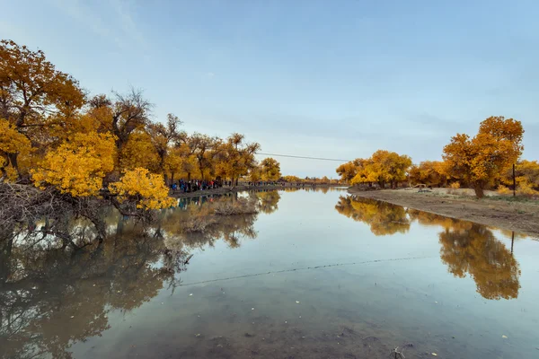 Inner Mongolia, China Populus euphratica — Stock Photo, Image