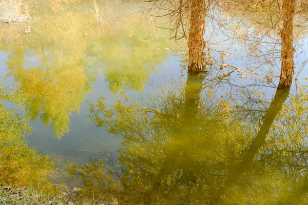 Mongolia Wewnętrzna, Chiny Populus euphratica — Zdjęcie stockowe