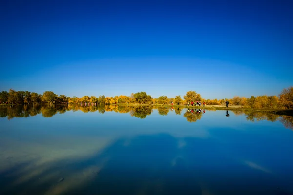 Inner Mongolia, China Populus euphratica — Stock Photo, Image