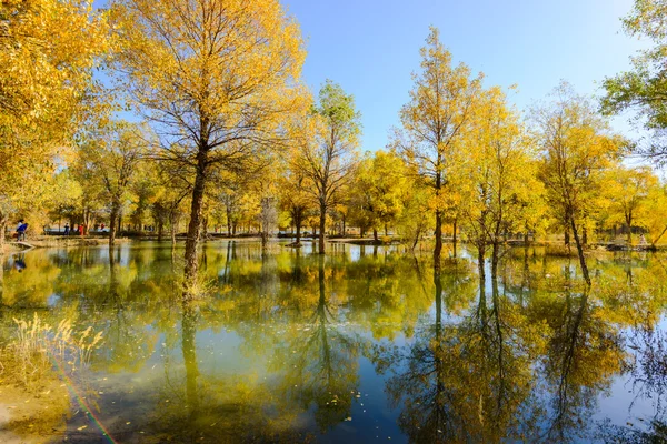 Mongolia Wewnętrzna, Chiny Populus euphratica — Zdjęcie stockowe