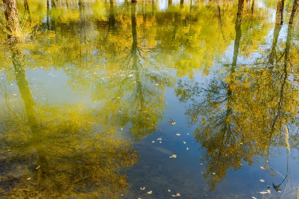 Mongolia Wewnętrzna, Chiny Populus euphratica — Zdjęcie stockowe