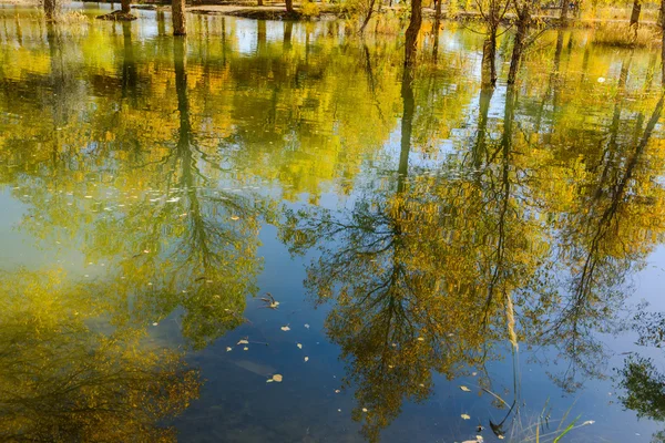 Mongolia Wewnętrzna, Chiny Populus euphratica — Zdjęcie stockowe