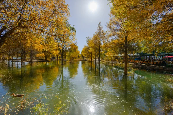 Mongolia Wewnętrzna, Chiny Populus euphratica — Zdjęcie stockowe