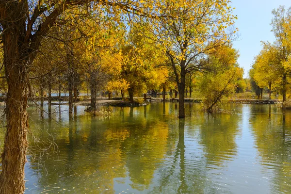 Inner Mongolia, China Populus euphratica — Stock Photo, Image