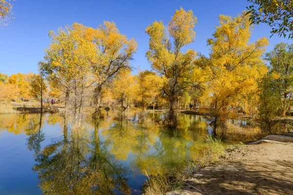 Mongolia Interior, China Populus euphratica — Foto de Stock