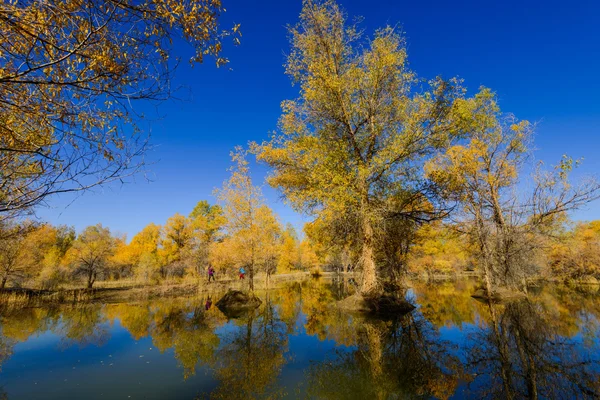 Mongolia Wewnętrzna, Chiny Populus euphratica — Zdjęcie stockowe