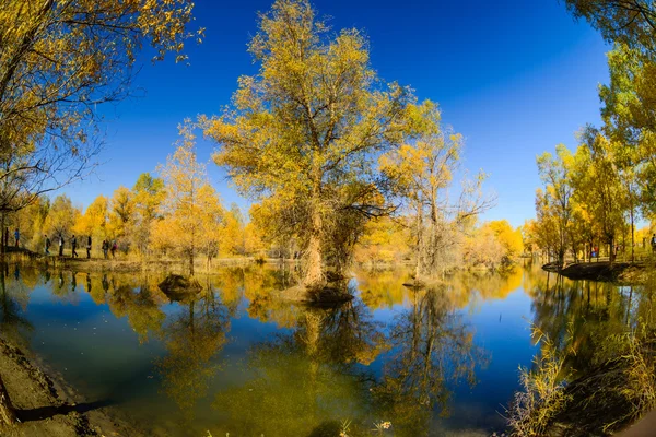 Inre Mongoliet, Kina Populus euphratica — Stockfoto