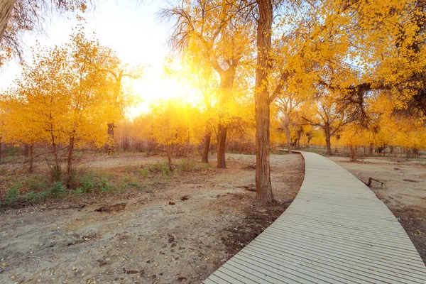 Inner Mongolia, China Populus euphratica — Stock Photo, Image