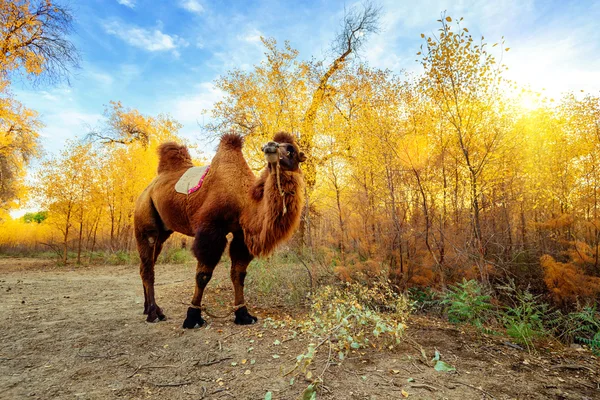 El camello y los bosques de álamo del Éufrates — Foto de Stock