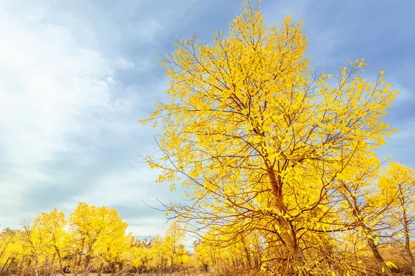 Inner Mongolia, China Populus euphratica — Stock Photo, Image