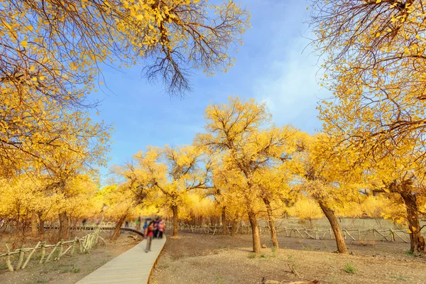 Inner Mongolia, China Populus euphratica — Stock Photo, Image