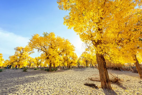 Mongolie intérieure, Chine Populus euphratica — Photo