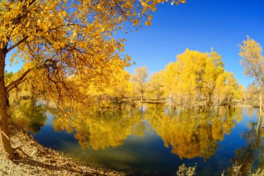 İç Moğolistan, Çin Popüler coşkusu