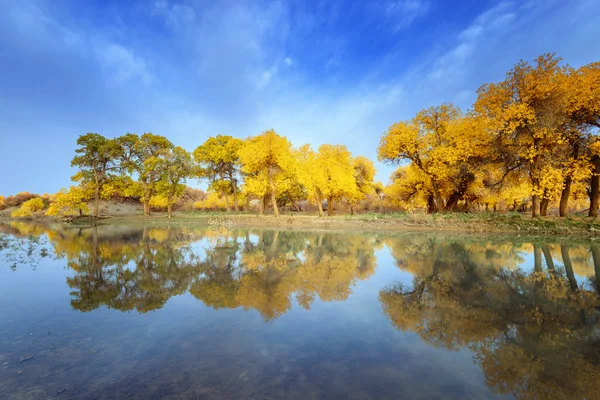 Inner Mongolia, China Populus euphratica — Stock Photo, Image