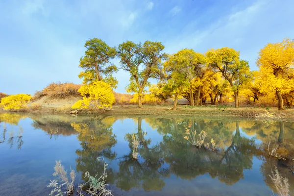 Inner Mongolia, China Populus euphratica — Stock Photo, Image