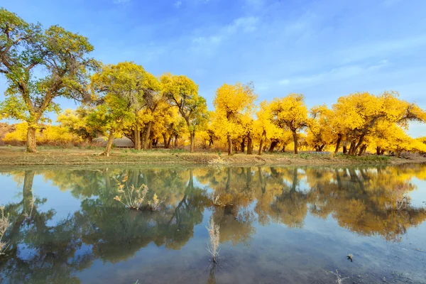 Inner Mongolia, China Populus euphratica — Stock Photo, Image