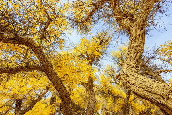 Mongolia Wewnętrzna, Chiny Populus euphratica — Zdjęcie stockowe