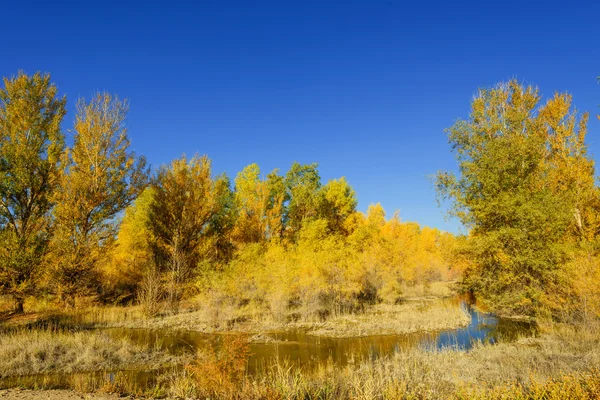 Binnen-Mongolië, China Populus euphratica — Stockfoto