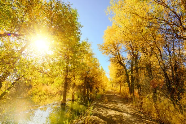 Inner Mongolia, China Populus euphratica — Stock Photo, Image