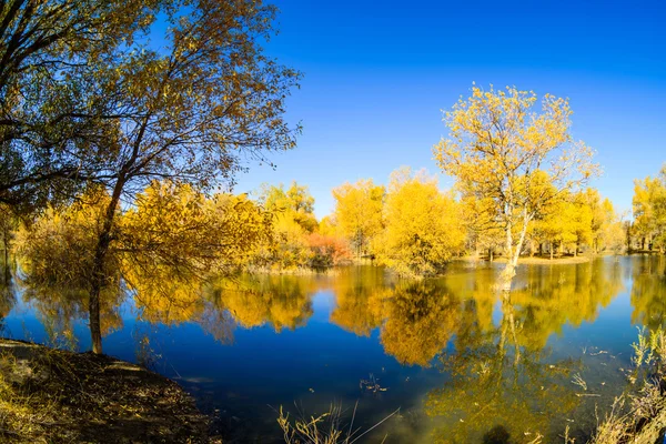 Mongolia Wewnętrzna, Chiny Populus euphratica — Zdjęcie stockowe