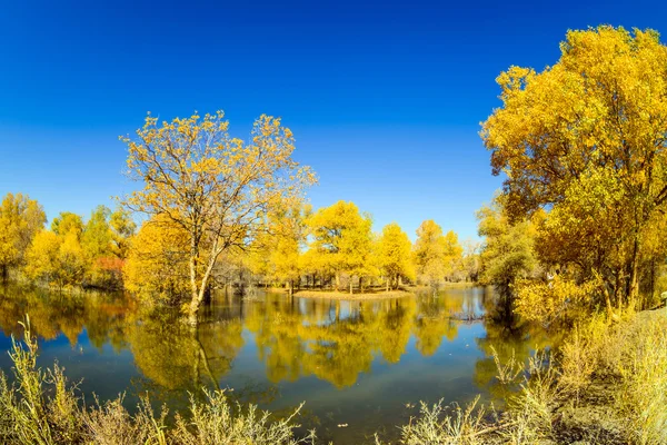 Mongolia Wewnętrzna, Chiny Populus euphratica — Zdjęcie stockowe