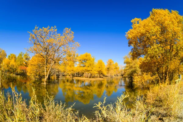 Mongolia Interior, China Populus euphratica — Foto de Stock