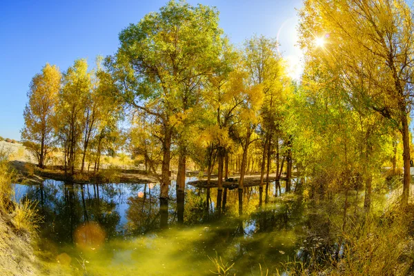 Mongolia Wewnętrzna, Chiny Populus euphratica — Zdjęcie stockowe