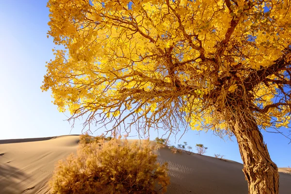 Внутренняя Монголия, Китай Populus euphratica — стоковое фото