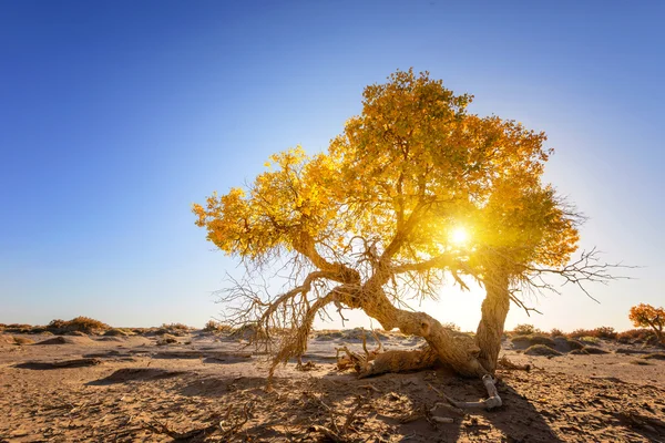 Mongolia Wewnętrzna, Chiny Populus euphratica — Zdjęcie stockowe