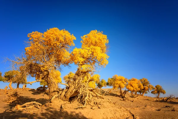 İç Moğolistan, Çin Popüler coşkusu
