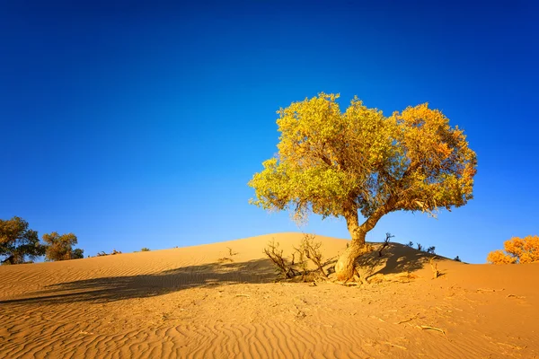 Mongolia Interior, China Populus euphratica — Foto de Stock