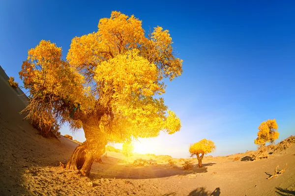 İç Moğolistan, Çin Popüler coşkusu