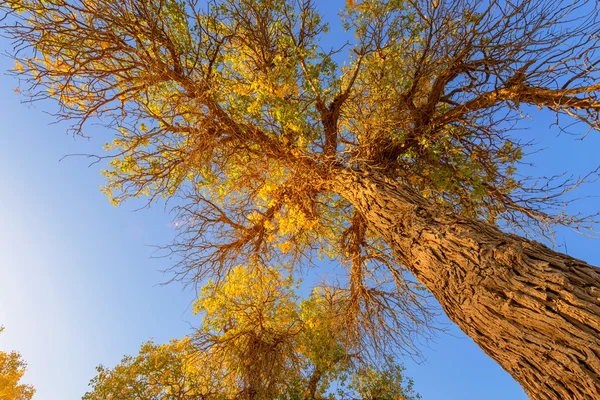 Mongolia Wewnętrzna, Chiny Populus euphratica — Zdjęcie stockowe