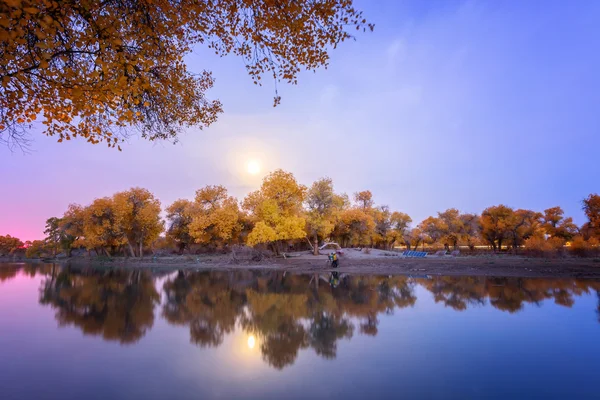 Inner Mongolia, China Populus euphratica — Stock Photo, Image