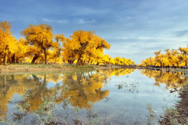 Inner Mongolia, China Populus euphratica — Stock Photo, Image