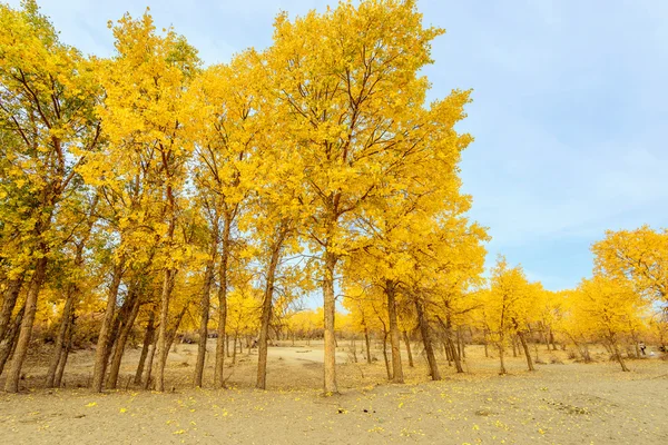 Binnen-Mongolië, China Populus euphratica — Stockfoto