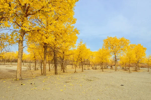 Inner Mongolia, China Populus euphratica — Stock Photo, Image